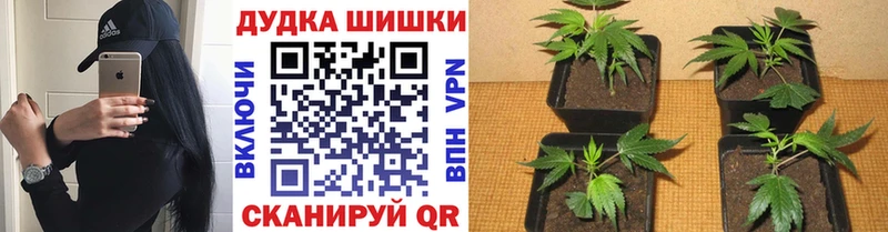 мега ONION  Юрьевец  Марихуана White Widow  наркота 